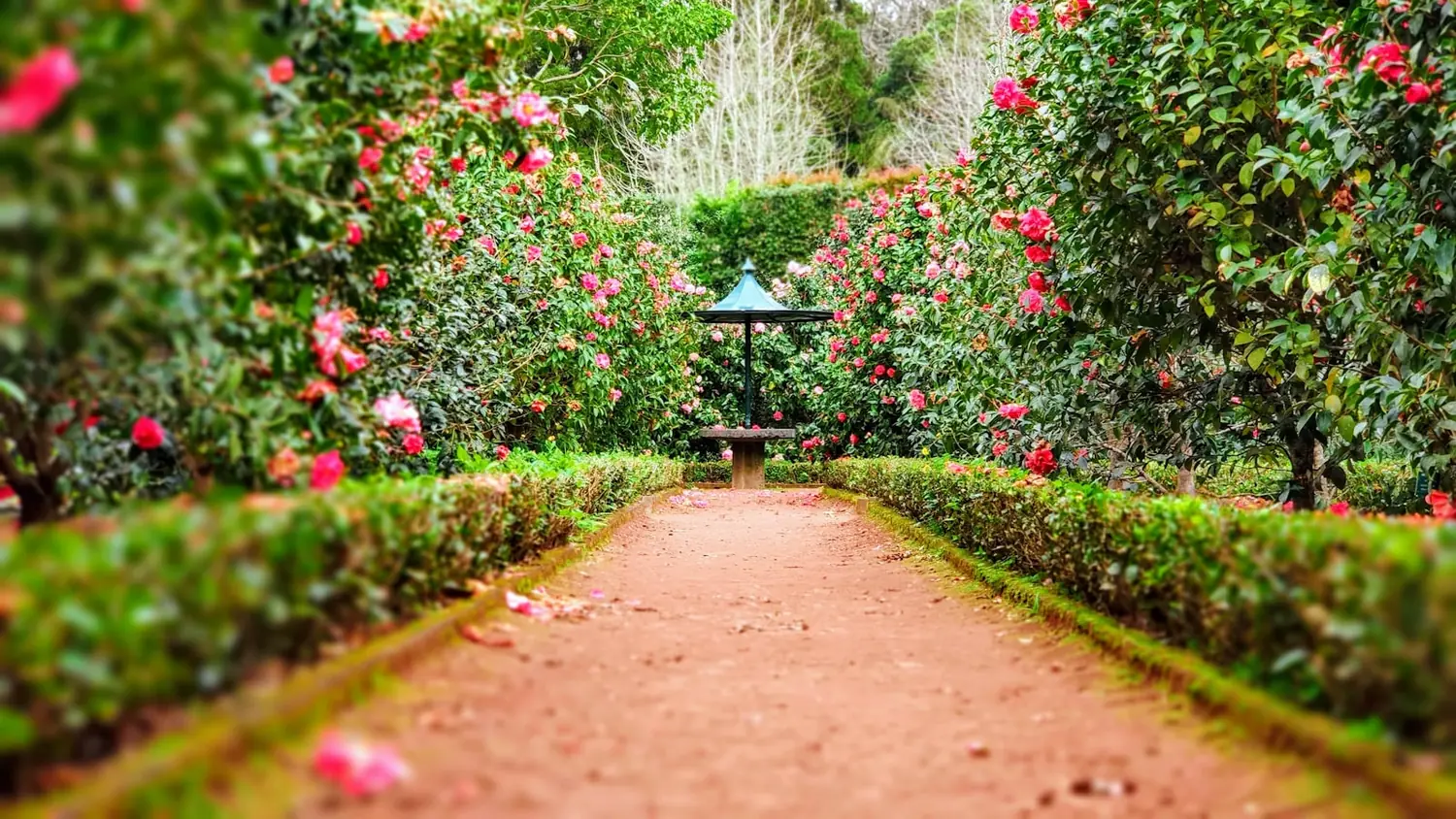 Garden maintained by STSB Gardening Services in Lavington
